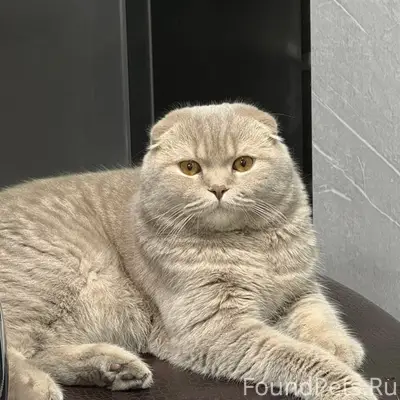 Пропал кот Сева