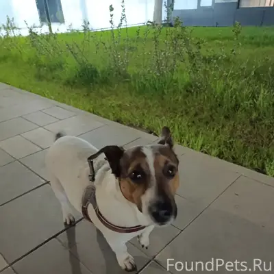 Найден мальчик с шлейкой, возле Сибур нтех
