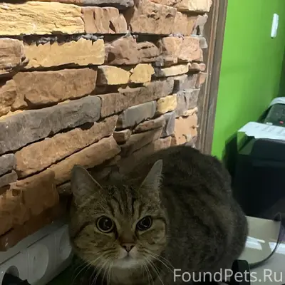 Найдена кошка, район кинотеатра «Восход»