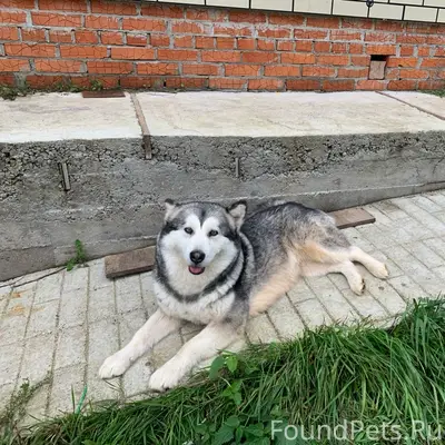 Пропала собака Джесси