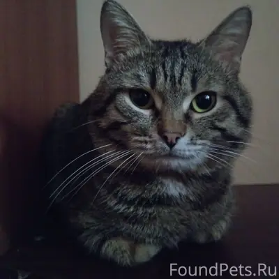 Пропал кот Боня