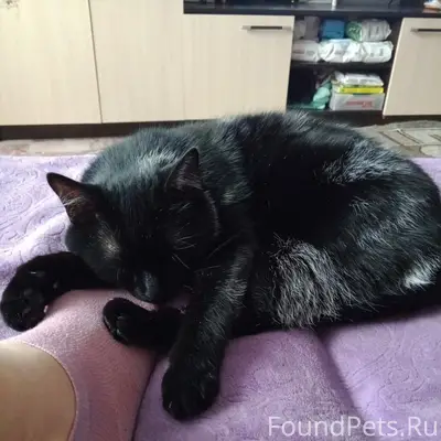 Пропал кот, свяжитесь по номеру 89156479627