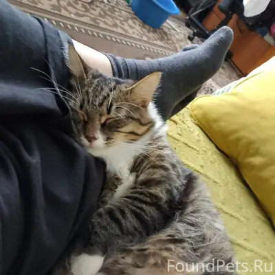 Пропал кот Масик, улица Уральская