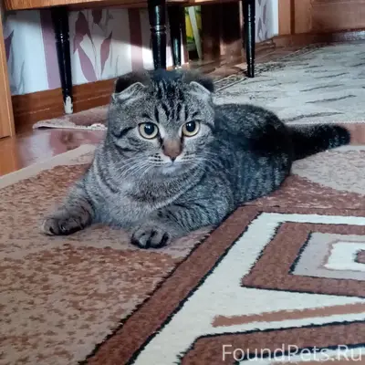 Пропала кошка, Донской, ул. Тимирязева