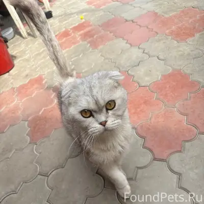 Найден кот, район магистрального проезда