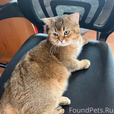 Пропал рыжий котик Персик, район улиц Пожарная-Орджоникидзе