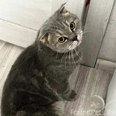 Найден кот, возле Артёма 21а