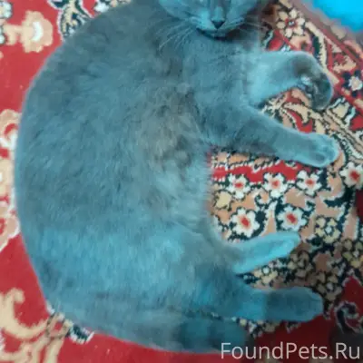 Пропал кот, район рынка