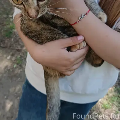 Найдена кошка, Краснокамск