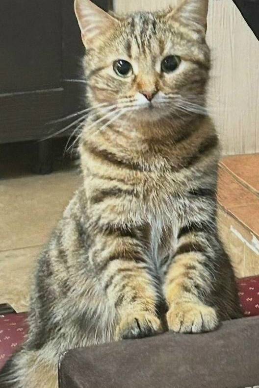 Пропала кошка, район Луначарского