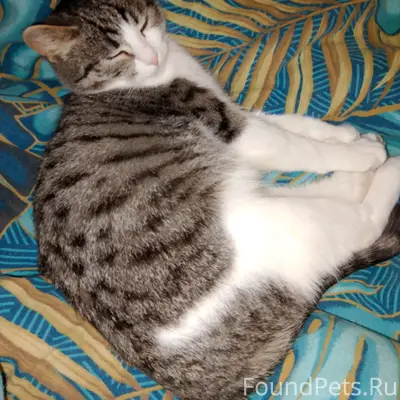 Пропал кот Рерих, поселок Заволжье