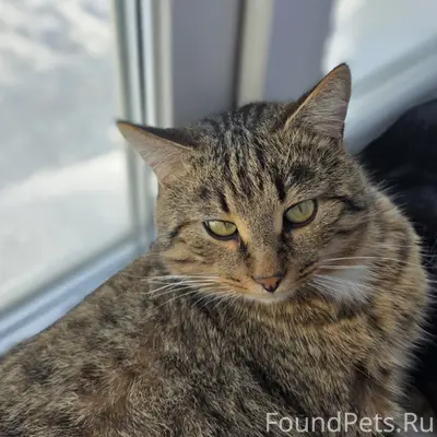 Пропал кот, ул. Чкалова, Лермонтова
