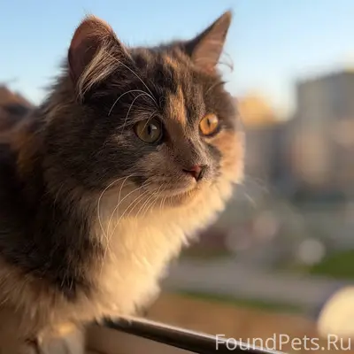 Пропала кошка, Чернякова 3