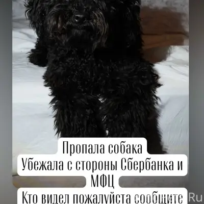 Пропал мальтипу Роки, со стороны Сбербанка и МФЦ