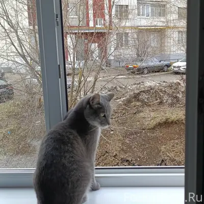 Пропал кот Макс, ул. Янаульская, 18