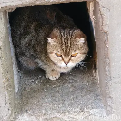 Найдена шотландская вислоухая кошка, место не указано
