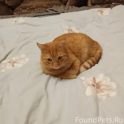 Пропал рыжий кот, СНТ Ромашка, Обсерватория