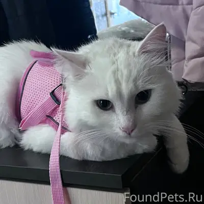 Пропал белый кот Фунтик, ул. Строителей