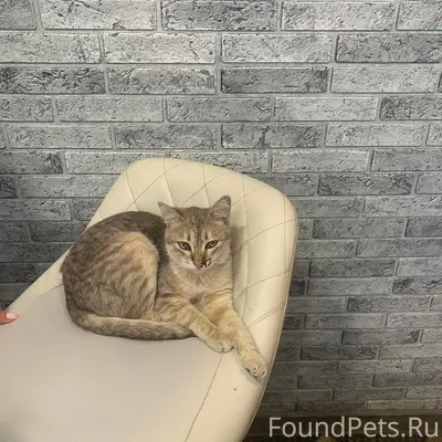 Найдена кошка, район проспекта Ленина
