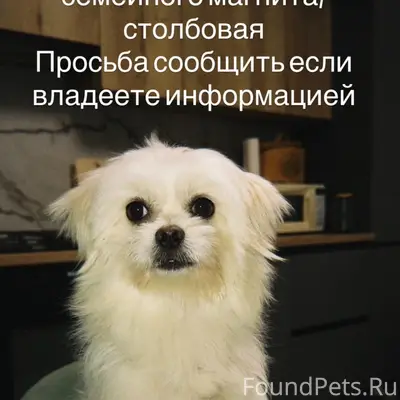 Пропал Талик, район семейного магнита/столбовая