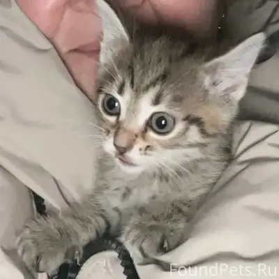 Пропала кошка Ася, 18 микрорайон