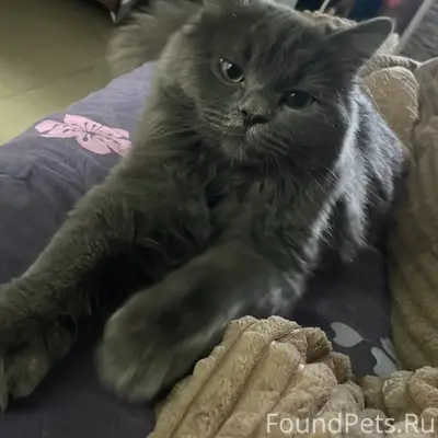 Пропал кот Борис, г. Сочи, улица Тоннельная