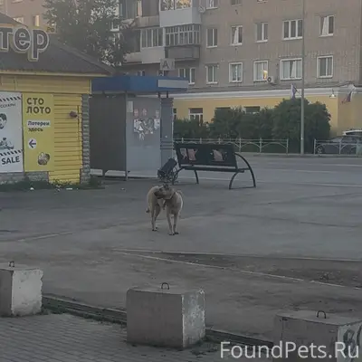 Пропал пес, Невьянск