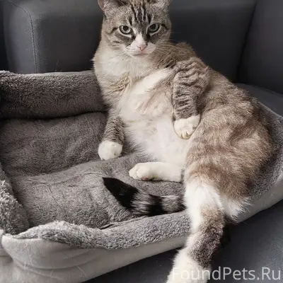 Пропал кот Тузик (Кутузов)