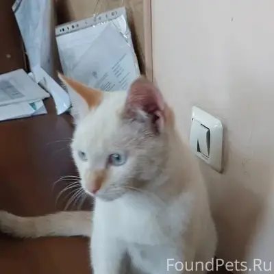 Найден котёнок, мальчик, ул. Эйдемана