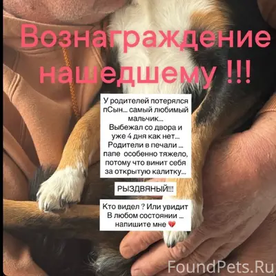 Пропал пёс Валера, П. Рыздвяный