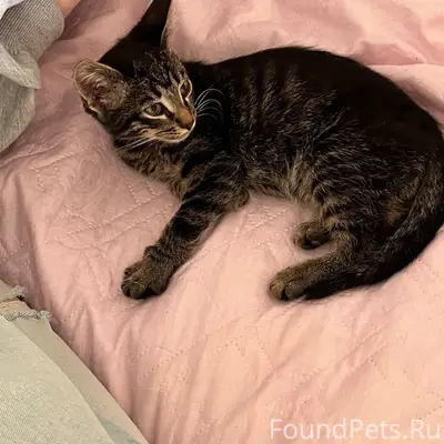 Пропал котёнок, район бывшей 10-ой школы