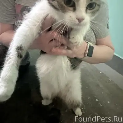 Найден кот, Клязьминская 32-1