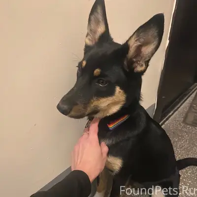 Пропала собака, Октябрьский р-н, Красноярск