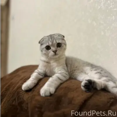 Пропала шотландская вислоухая, 2я Юрчаковская