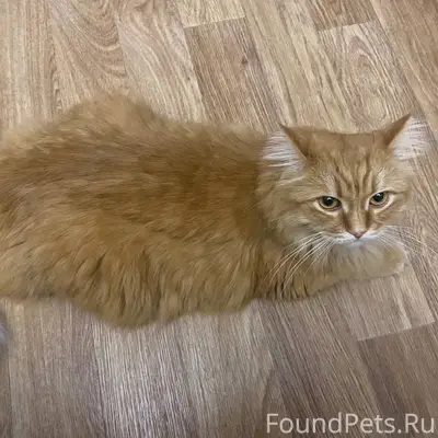 Пропала сибирская кошка Моня, село Исетское