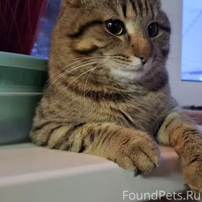 Пропал кот Ярик, ул. Дзержинского
