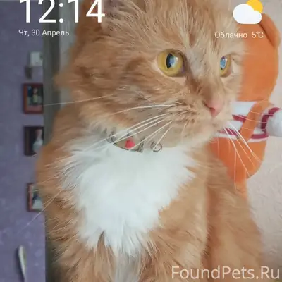 Пропала кошка Люси
