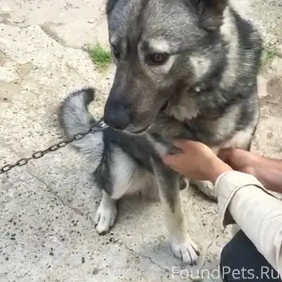 Пропал пёс, Вишнёвый сад