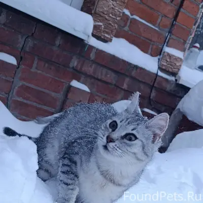 Пропала кошка Снежинка, 4-й переулок