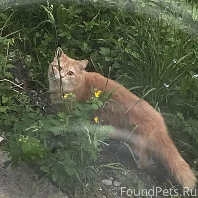 Найден рыжий кот, 10-й микрорайон