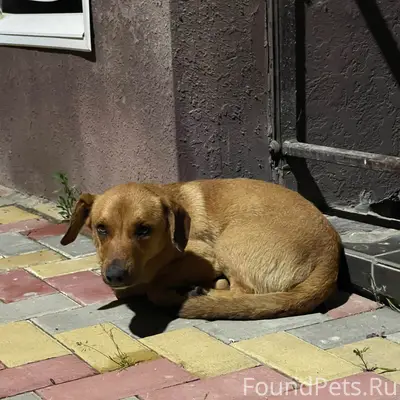 Найден пёсик в а.Новая Адыгея