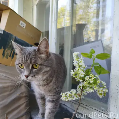 Пропала кошка Мурка, район Крохалей