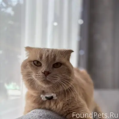 Пропал кот, район ЗАГСа