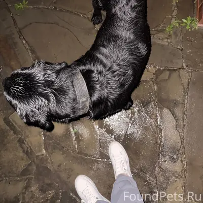 Найденна собака, район дэу