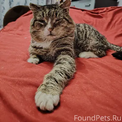 Пропал кот, район Кирова