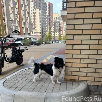 Найдена собака, район Матросова