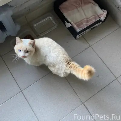 Найден кот, Северный городок