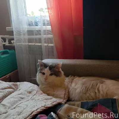 Пропал кот, снт металлург 1, 6 линия