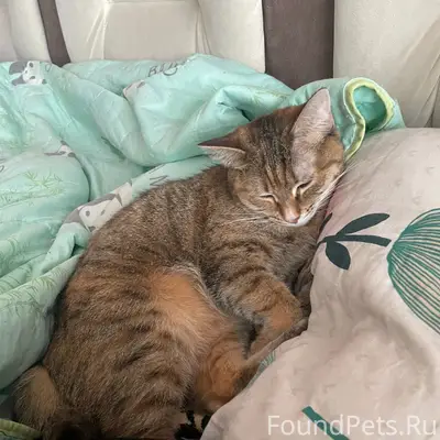Пропала кошка Муся, Кировский район