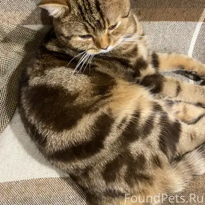 Пропал кот Мотя, район гамаюн